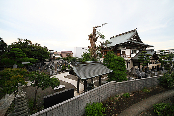 大運寺 [所在地：横浜市戸塚区]